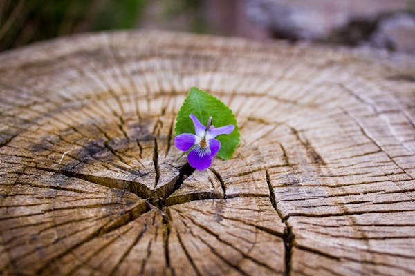 全球数百万用户信任的钱包下载平台 - 遍布全球的用户分布图